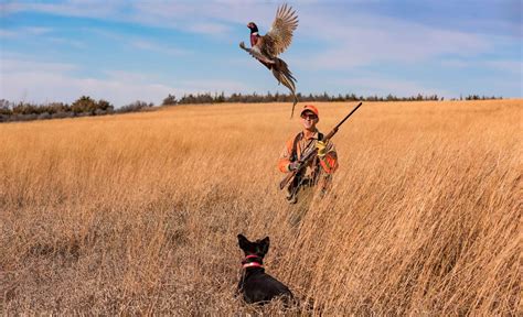 South dakota ultimate pheasant hunting forum - Are you on the hunt for the best tourtiere recipe ever? Look no further. In this ultimate guide, we will take you through everything you need to know to perfect your tourtiere reci...
